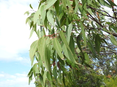 Eucalyptus latisinensis