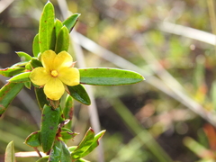 Hibbertia salicifolia