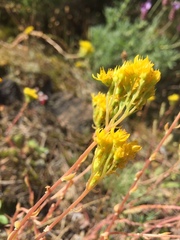 Petrosedum sediforme