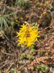 Petrosedum sediforme