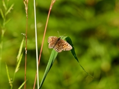 Melitaea diamina