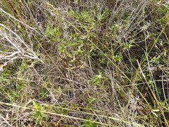 Hibbertia salicifolia