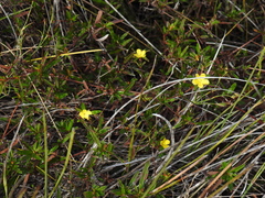 Hibbertia salicifolia