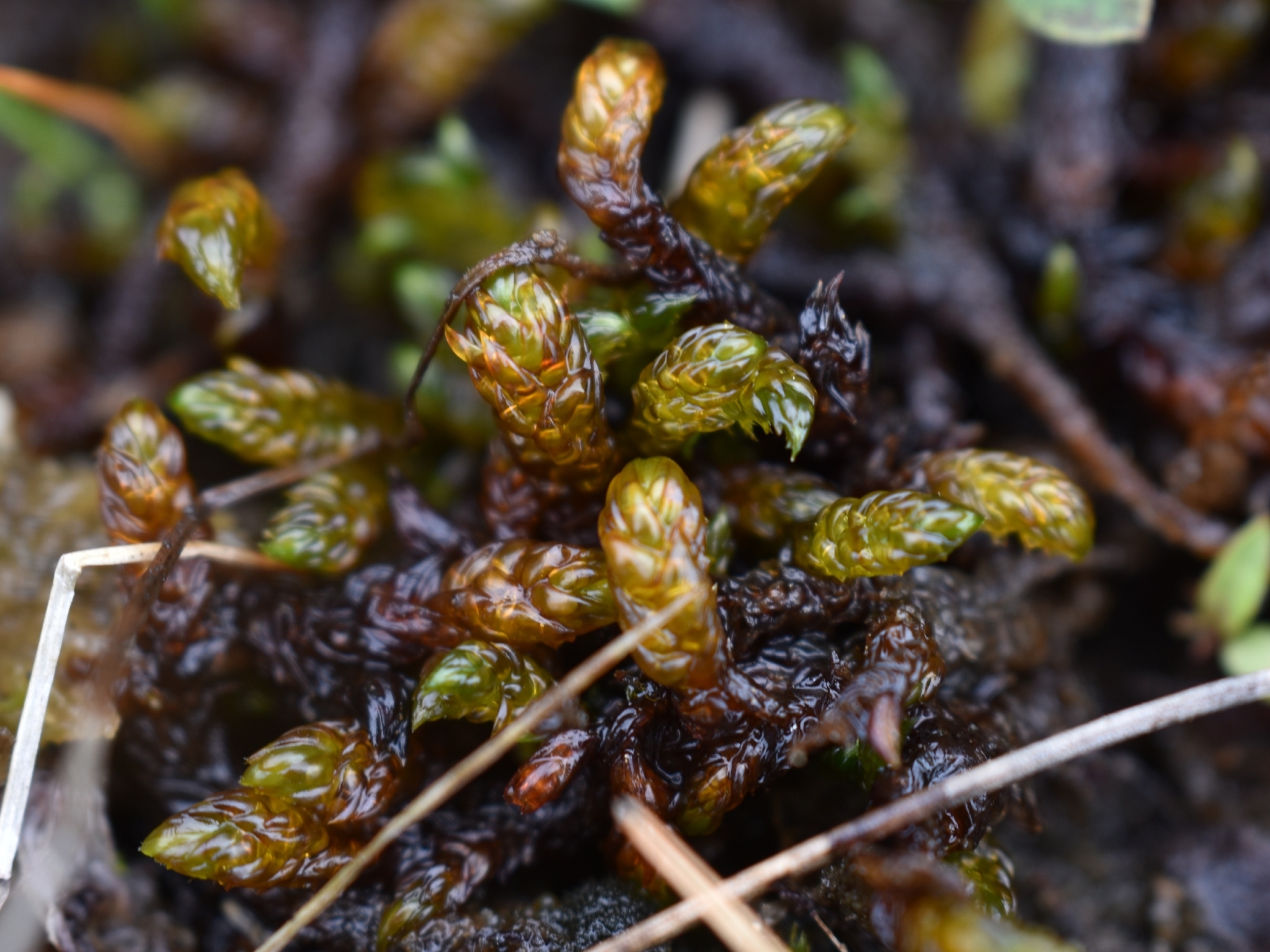 Scorpidium