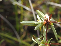 Hibbertia salicifolia