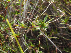 Hibbertia salicifolia