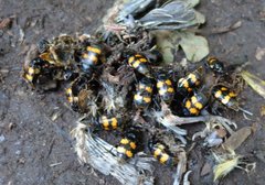 Nicrophorus interruptus