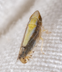 Scaphytopius elegans