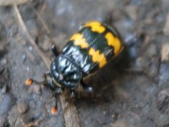 Nicrophorus interruptus