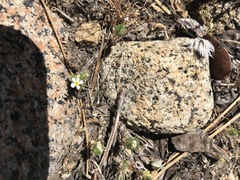 Leptosiphon ciliatus