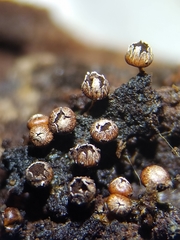 Diderma subasteroides