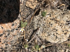 Leptosiphon ciliatus
