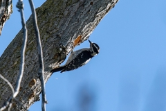Dryobates pubescens turati