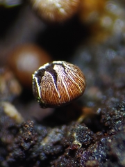 Diderma subasteroides