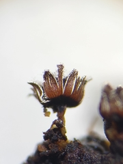 Diderma subasteroides