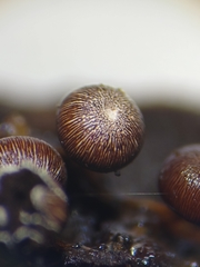 Diderma subasteroides