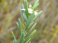 Philotheca queenslandica