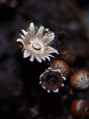 Diderma subasteroides