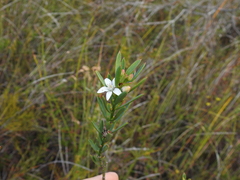 Philotheca queenslandica