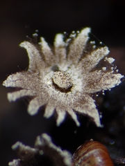 Diderma subasteroides