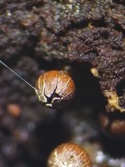 Diderma subasteroides