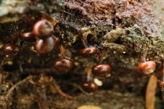Diderma subasteroides
