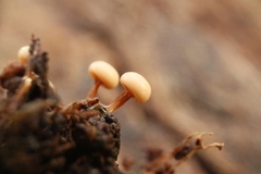 Diderma subasteroides