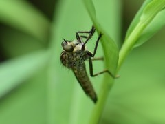 Eutolmus rufibarbis