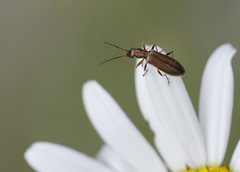 Chrysanthia geniculata