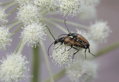 Pedostrangalia pubescens