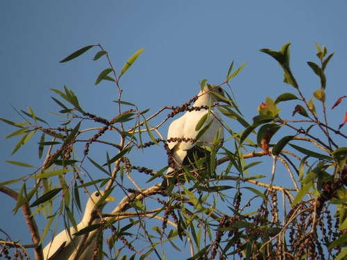Ducula spilorrhoa