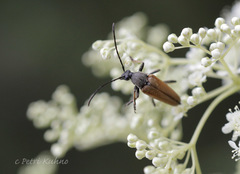 Pedostrangalia pubescens