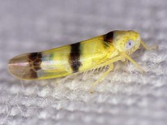 Empoa gillettei
