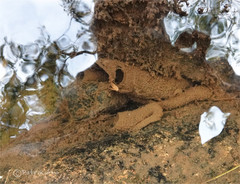 Neureclipsis bimaculata