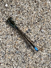 Ischnura gemina
