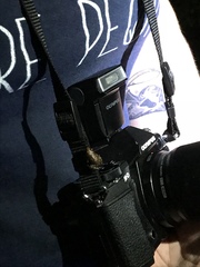 Eleutherodactylus campi