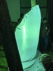 Eleutherodactylus campi