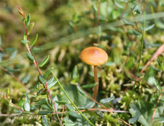 Galerina tibiicystis