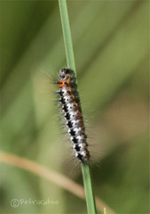 Acronicta cinerea