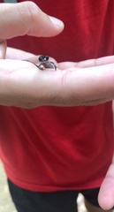 Plethodon chattahoochee