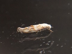 Mompha rufocristatella