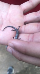 Plethodon chattahoochee