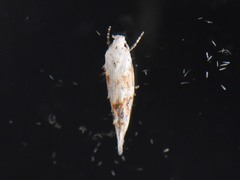 Mompha rufocristatella