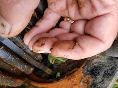 Potamopyrgus antipodarum