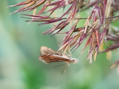 Isophrictis striatella