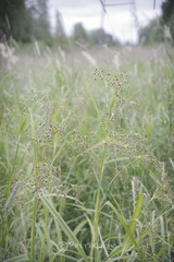 Scirpus sylvaticus