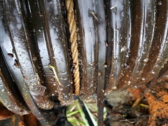 Potamopyrgus antipodarum