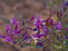 Astragalus coltonii moabensis