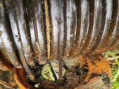 Potamopyrgus antipodarum