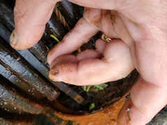 Potamopyrgus antipodarum